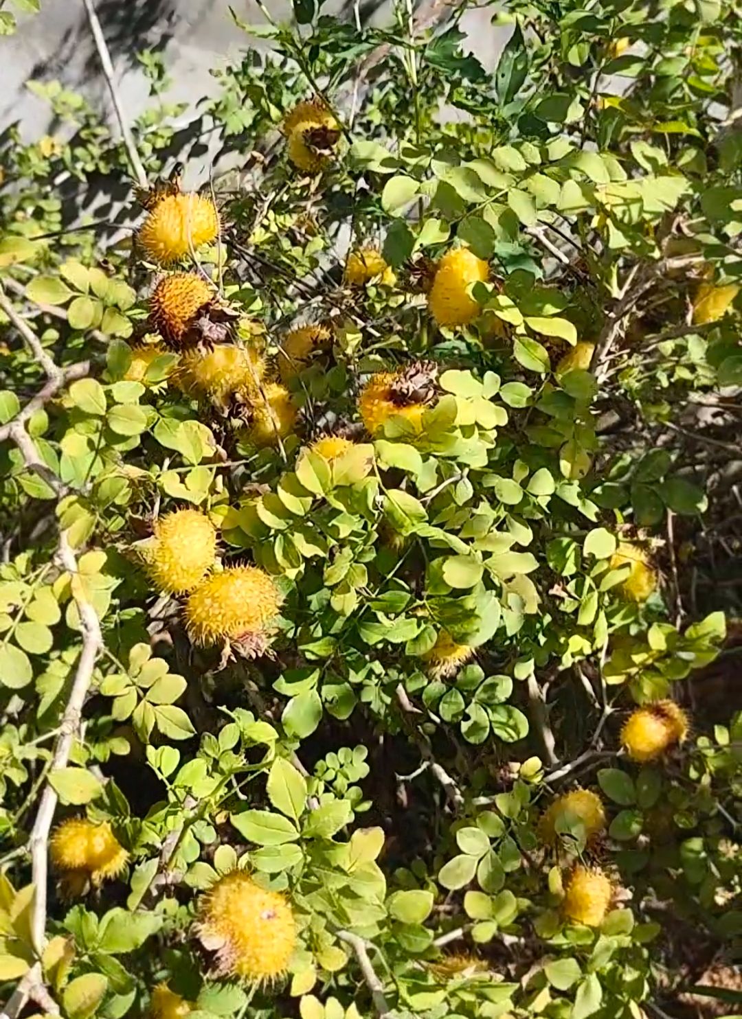 金刺梨无刺刺梨种植