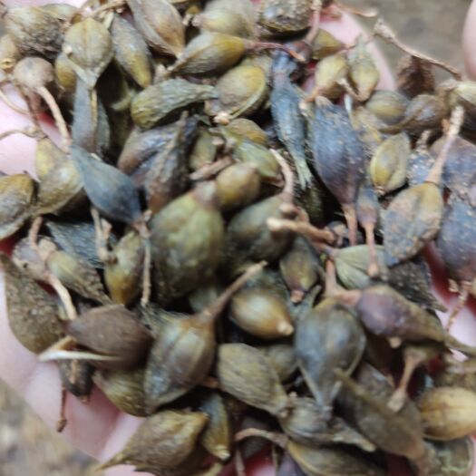 沁县青翘