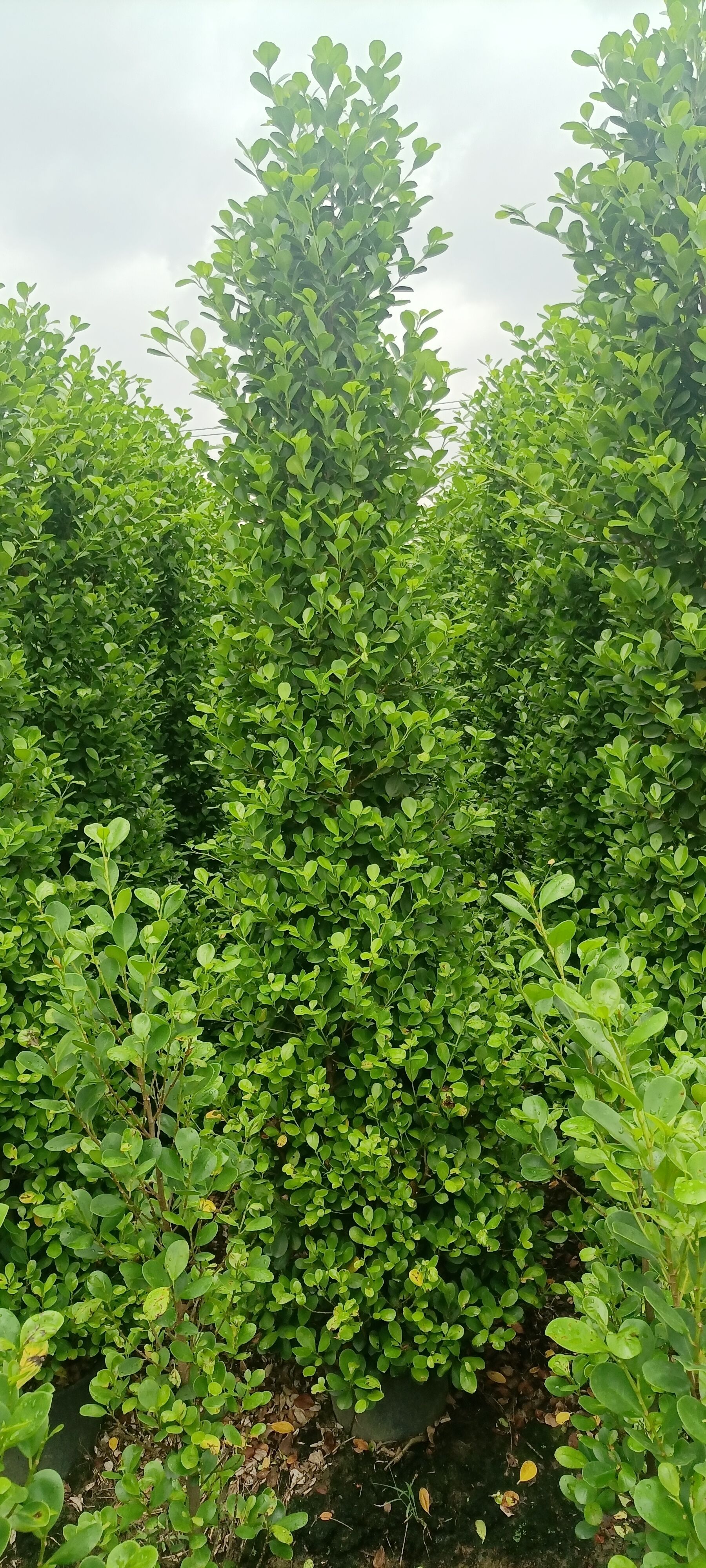 火山榕绿篱供应    2米5~3米