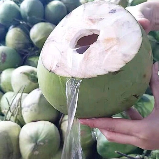 文昌市散装 包装 青皮椰子！清甜水分足耐运输！场地直供，批发