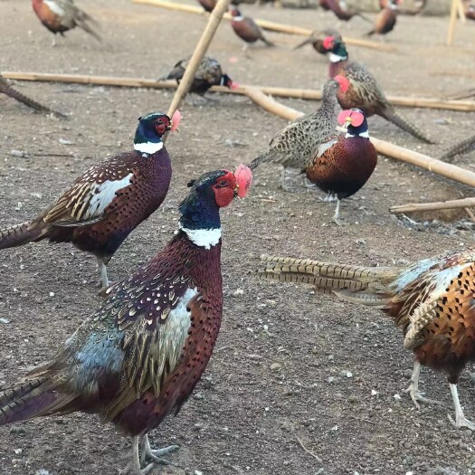 灵山县七彩山鸡