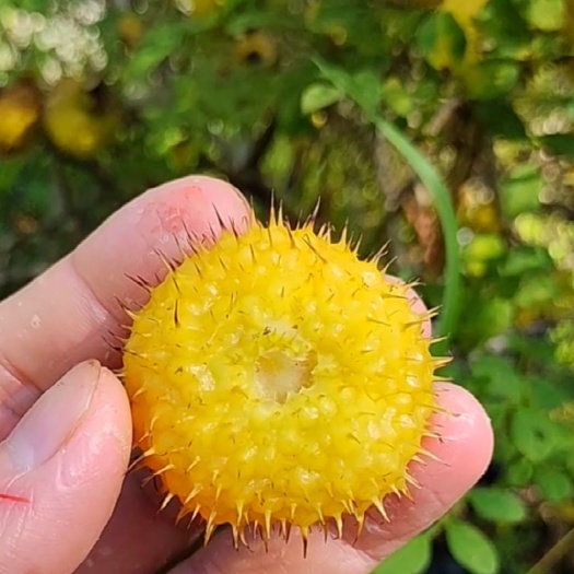 鄱阳县金刺梨无刺刺梨种植