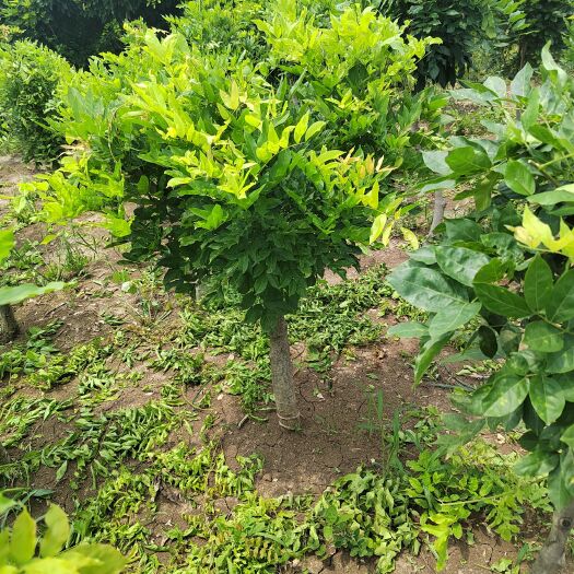 沭阳县藤本紫花攀缘植物紫藤五六公分大苗