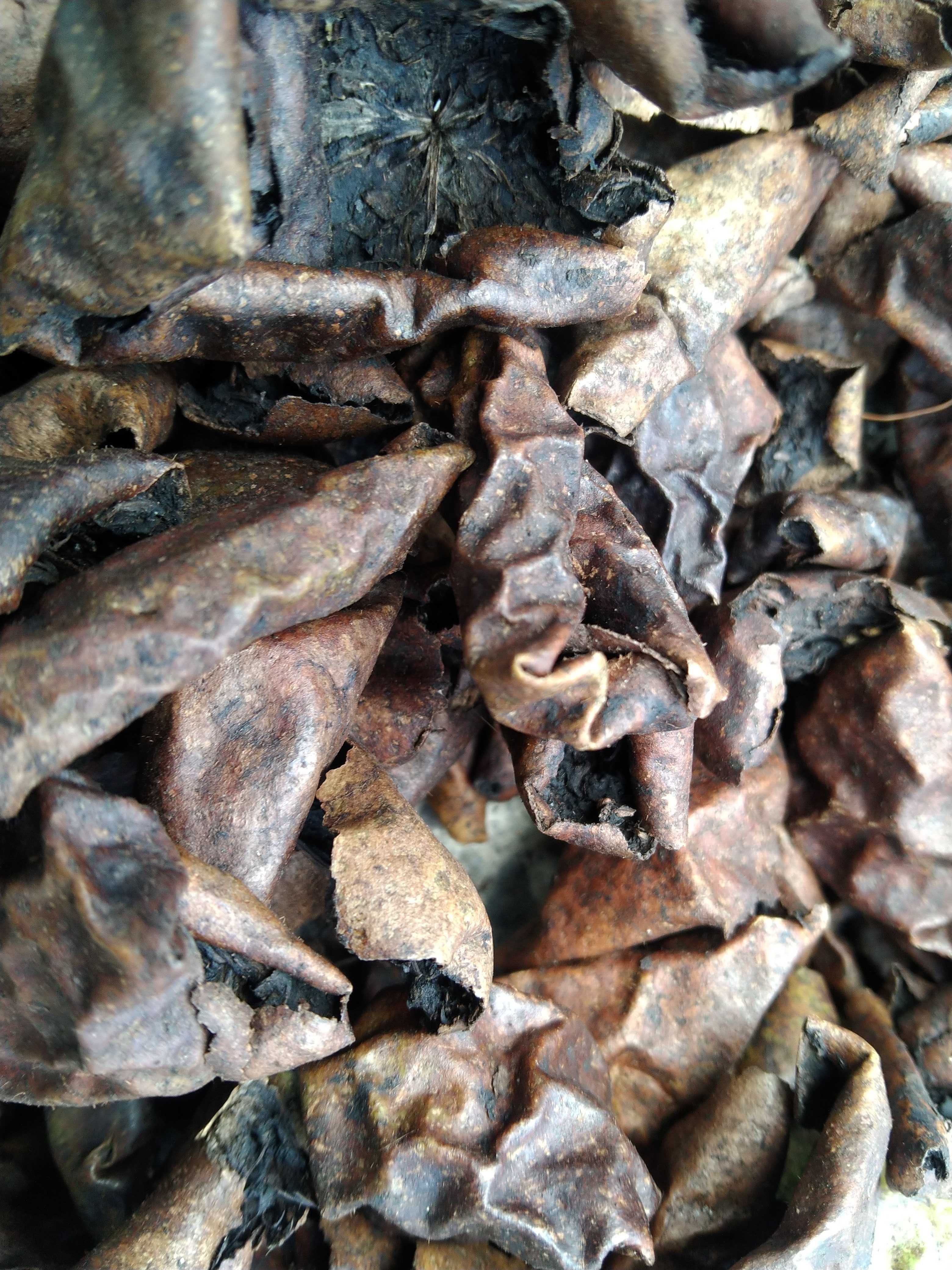 干核桃青皮