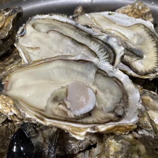 漳浦县生蚝三倍体，产地发货，半壳全壳