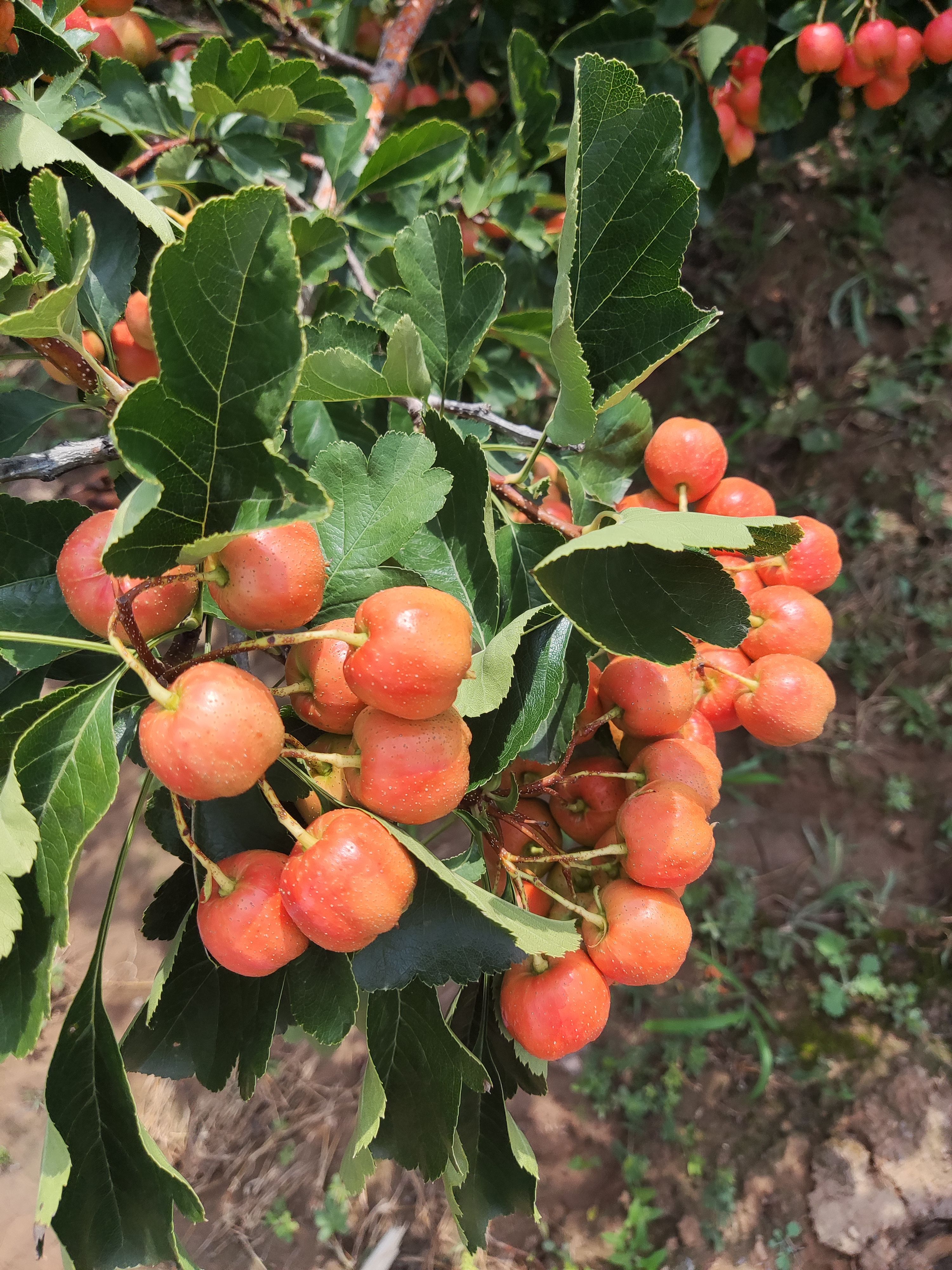 大五棱山楂大量成熟上市。