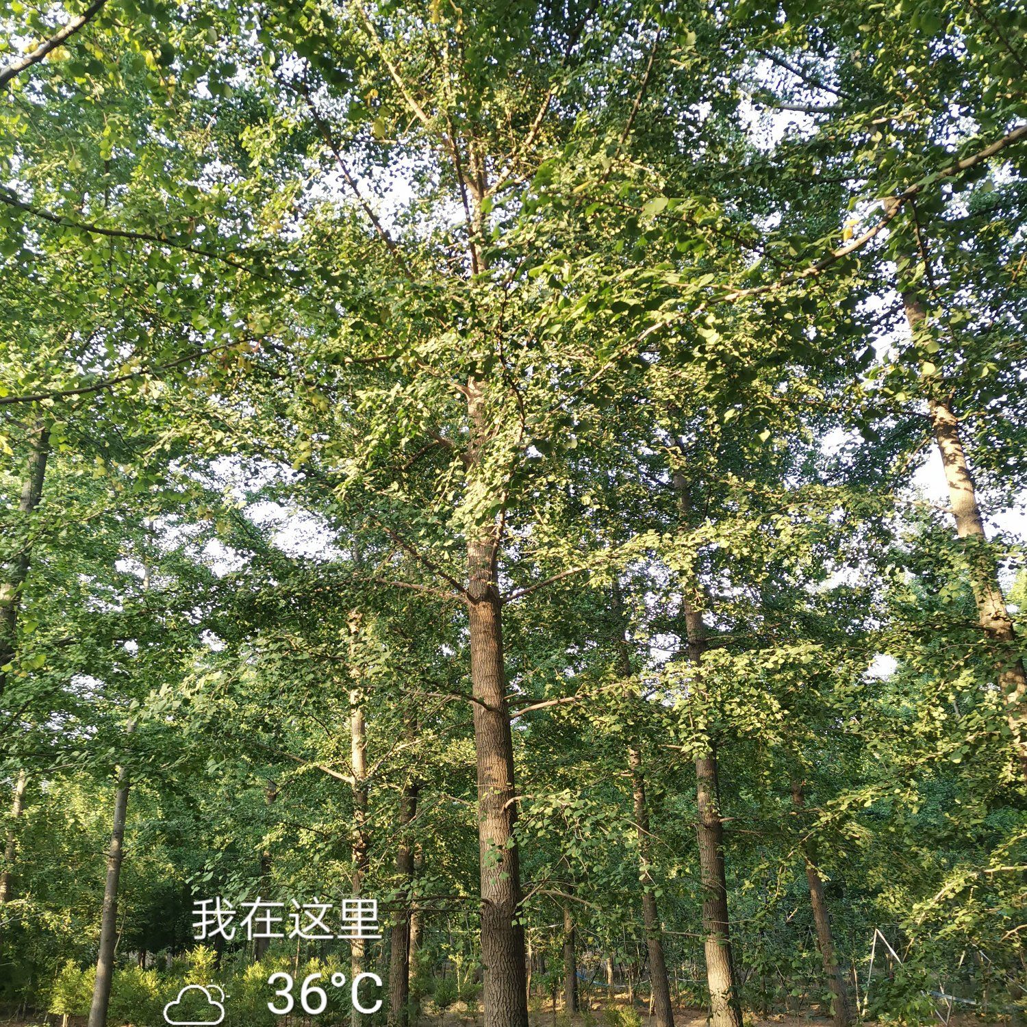 银杏树30公分基地直销一手货源无差价