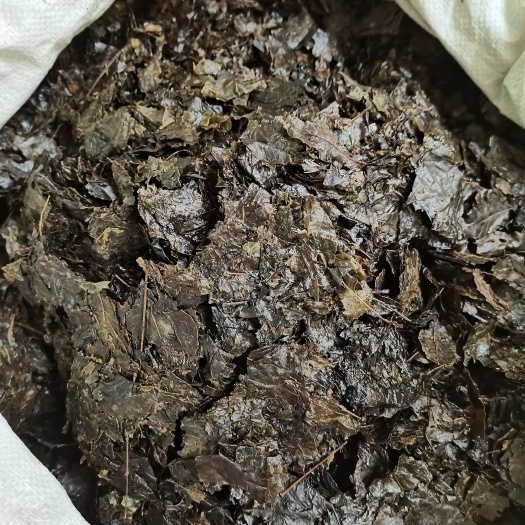 玉林苦丁茶