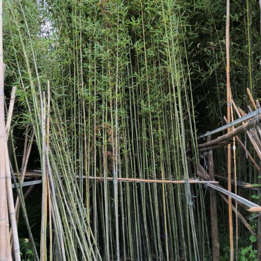 佛山精品刚竹