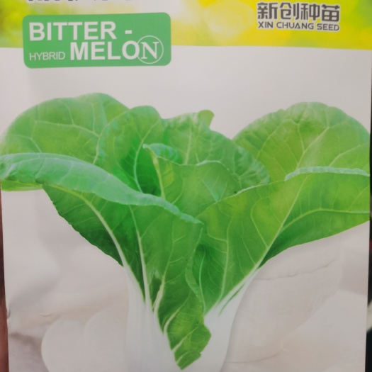 南阳甜快白191新型选育白梗菜 晚春夏秋冬栽培