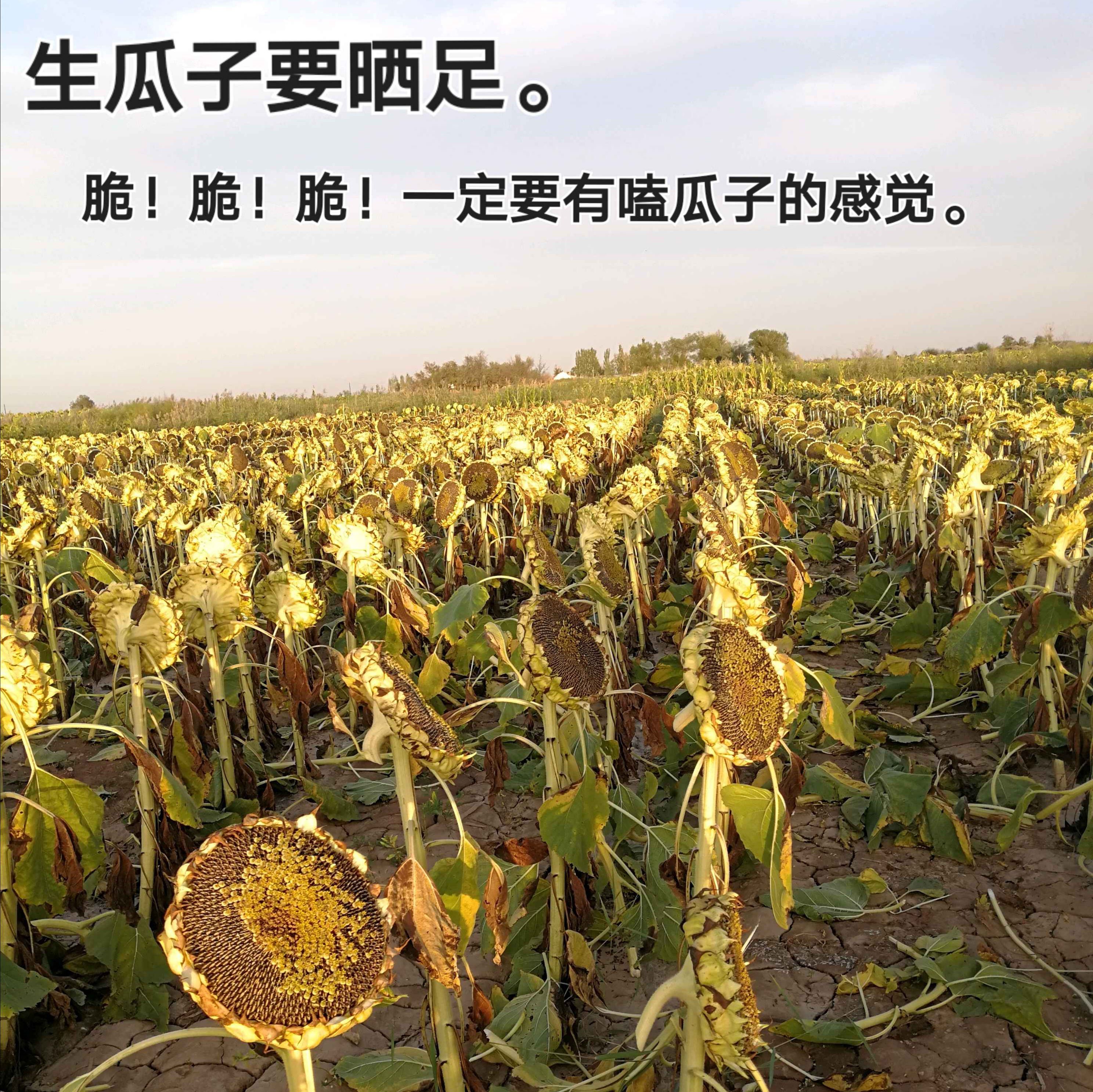 2025年生瓜子内蒙古格瑞6号大颗粒精品包邮