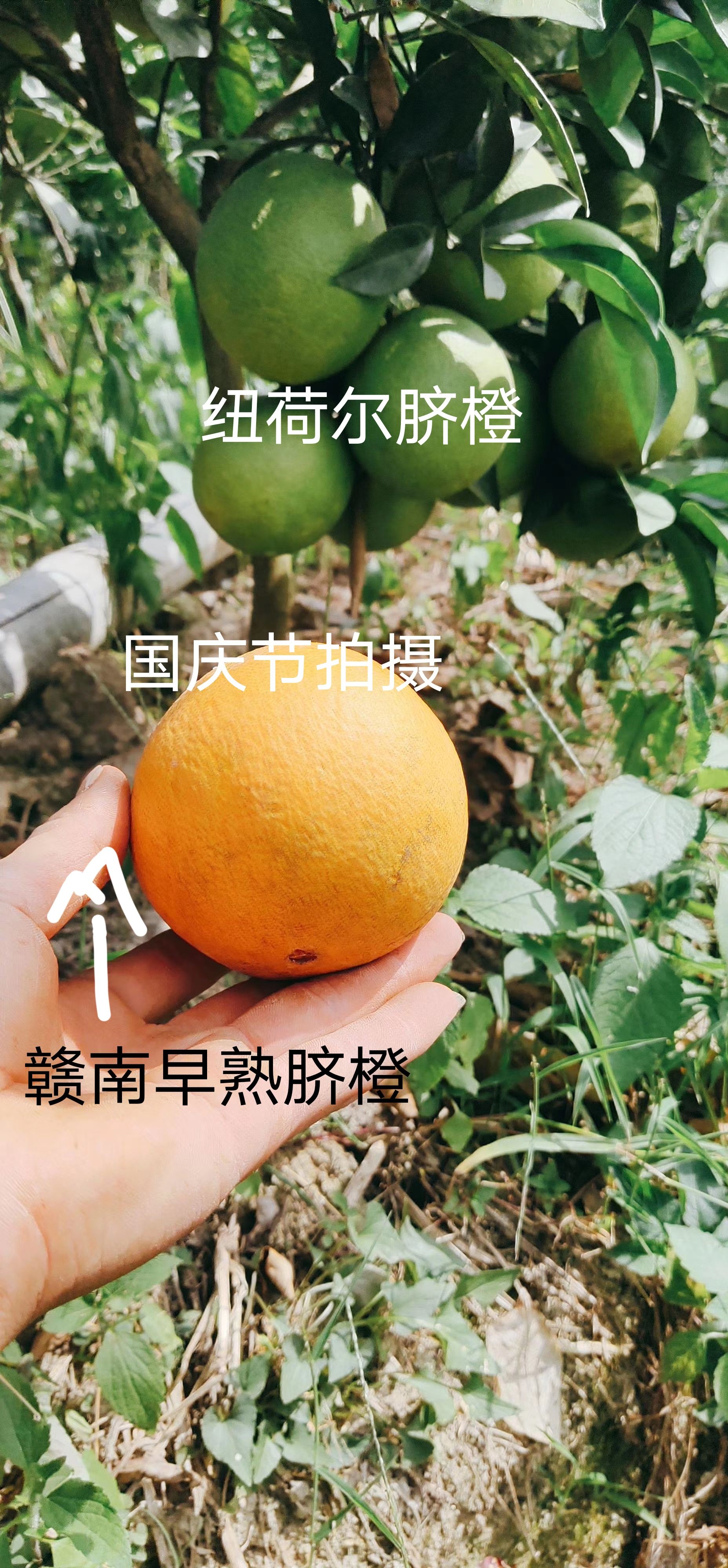 赣南早脐橙枝条 赣南早脐橙苗，枝条