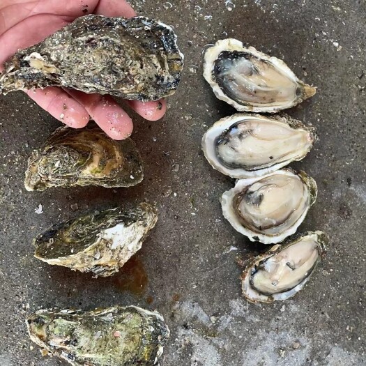 诏安县生蚝鲜活批发全壳半壳福建广东特大牡蛎蚝肉烧烤清蒸蚝长期供货
