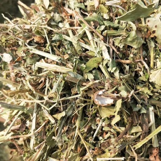 正阳县花生秧