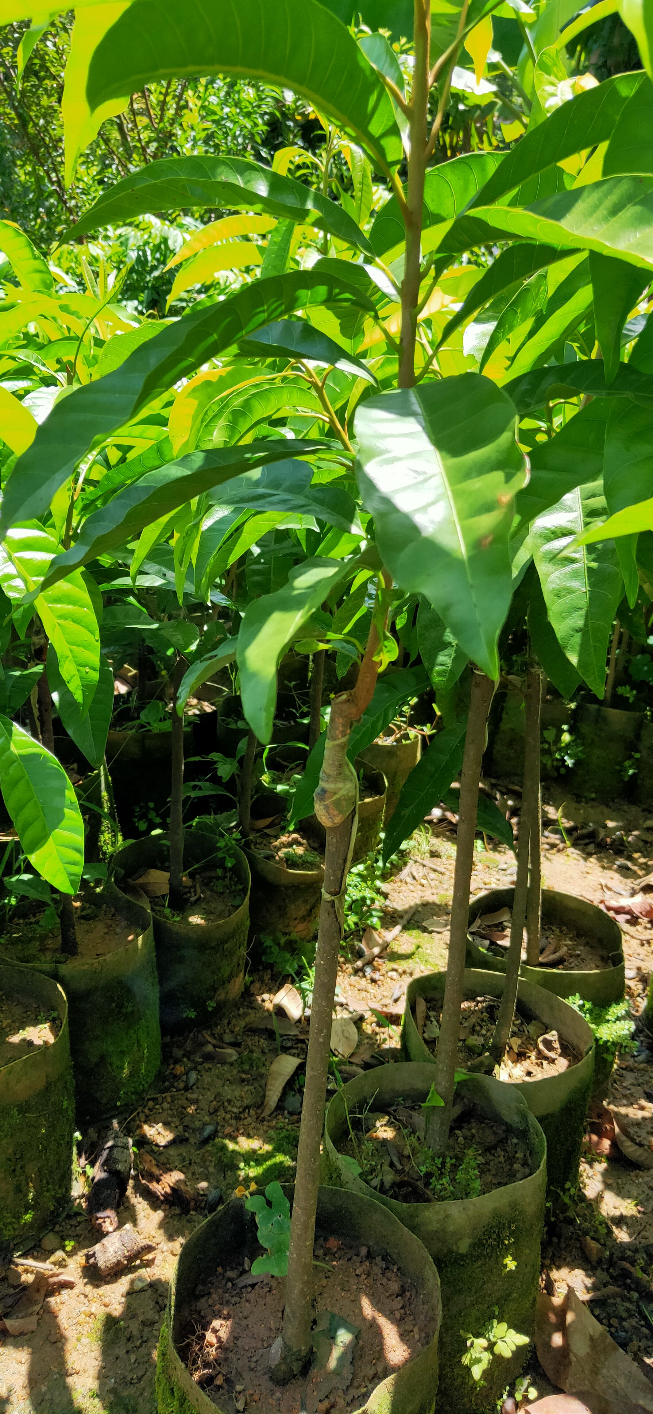 耀堂仙桃(蛋黄果)