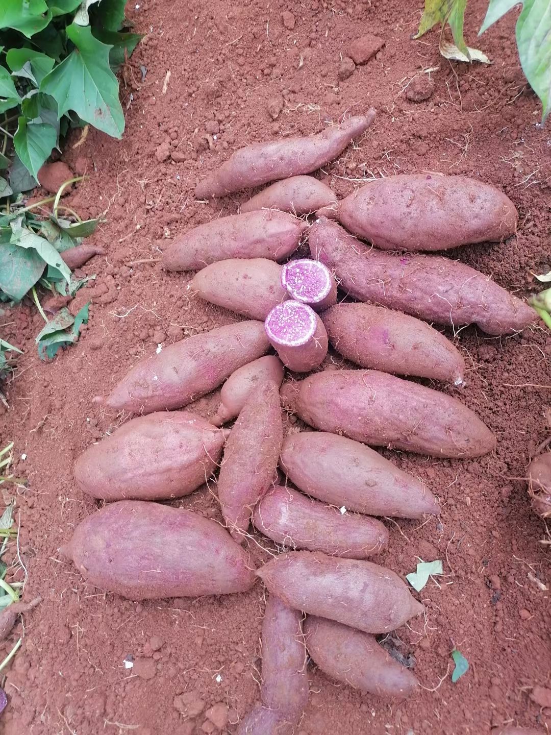 云南高原紫薯 电商货 工厂货 基地面积上万亩