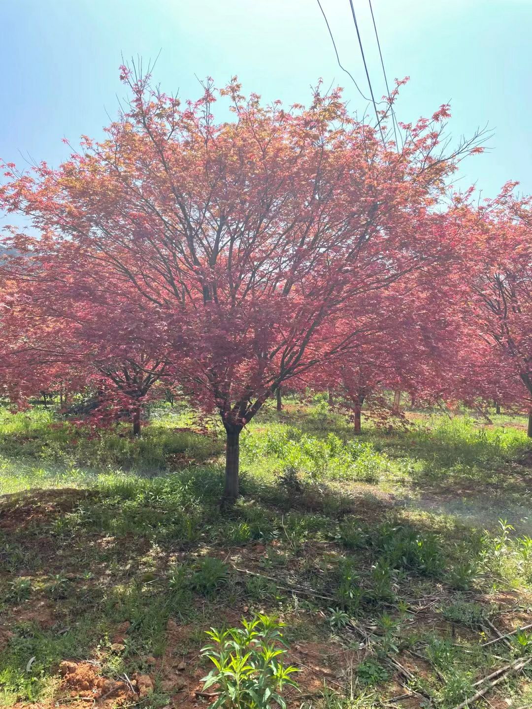 日本红枫红舞姬