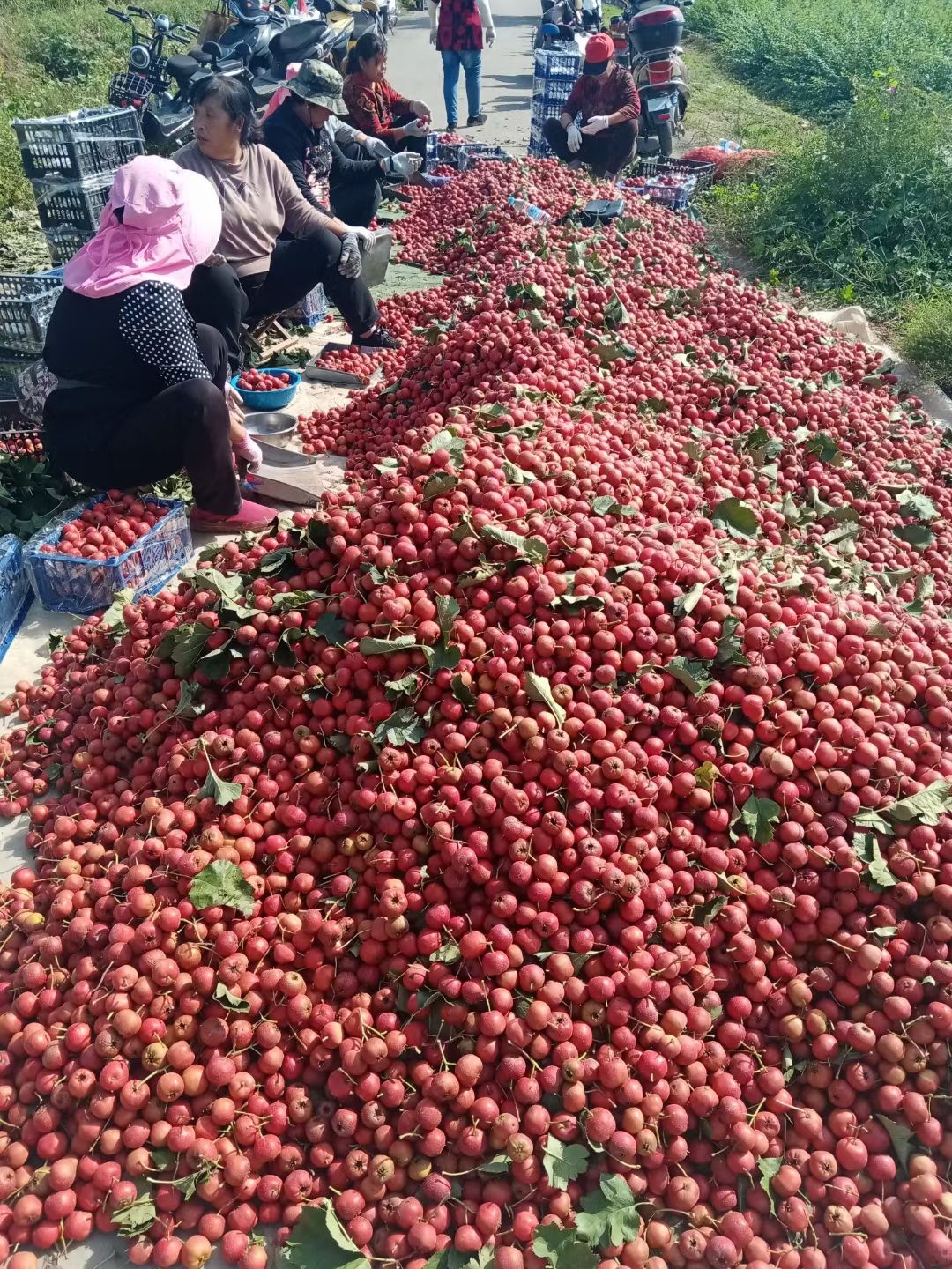 大金星山楂成熟，即将上市。