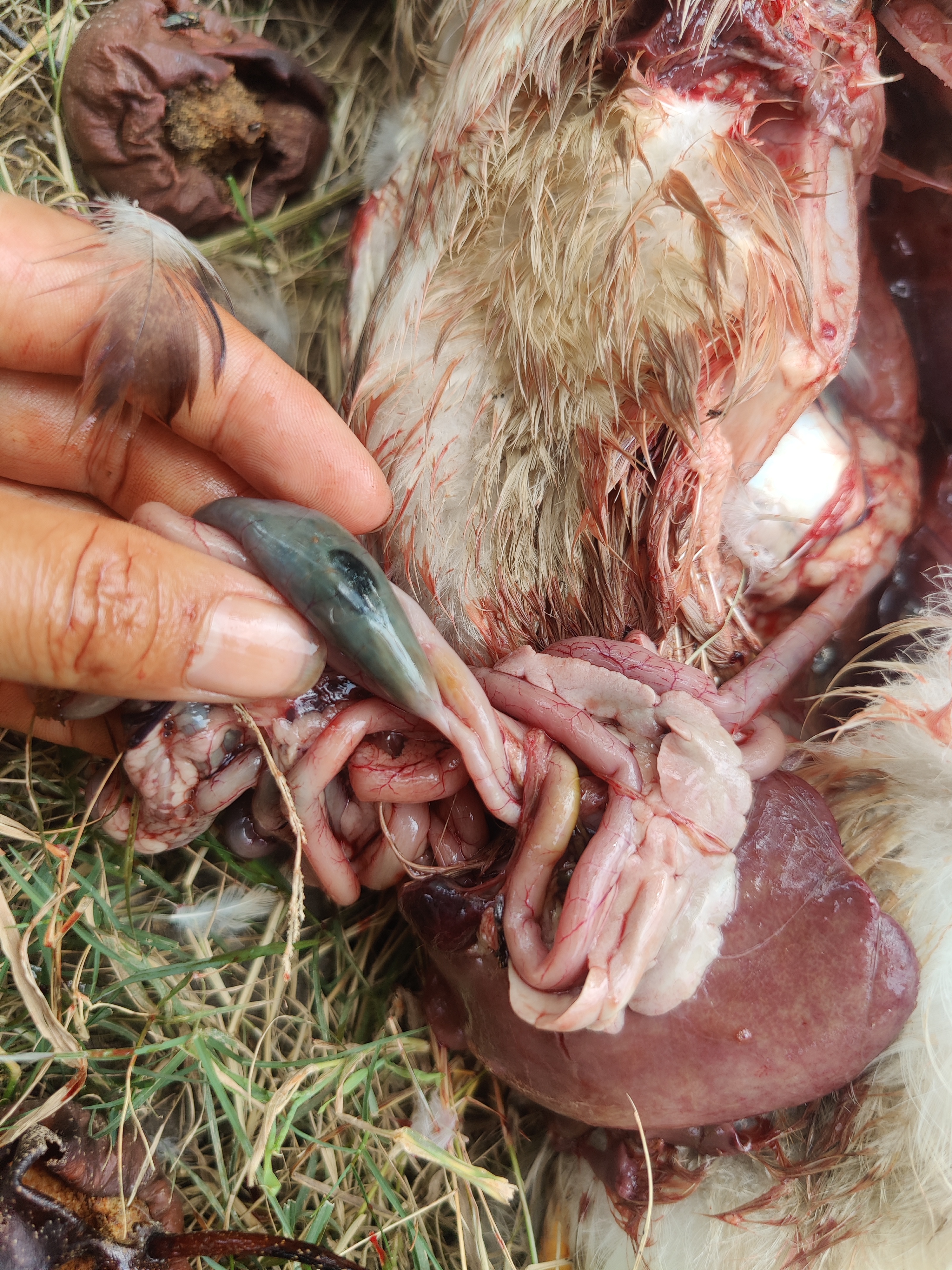 鸭蓝眼,拉白色青绿色稀便,有神经症状,肠道有问题,请问是什么病