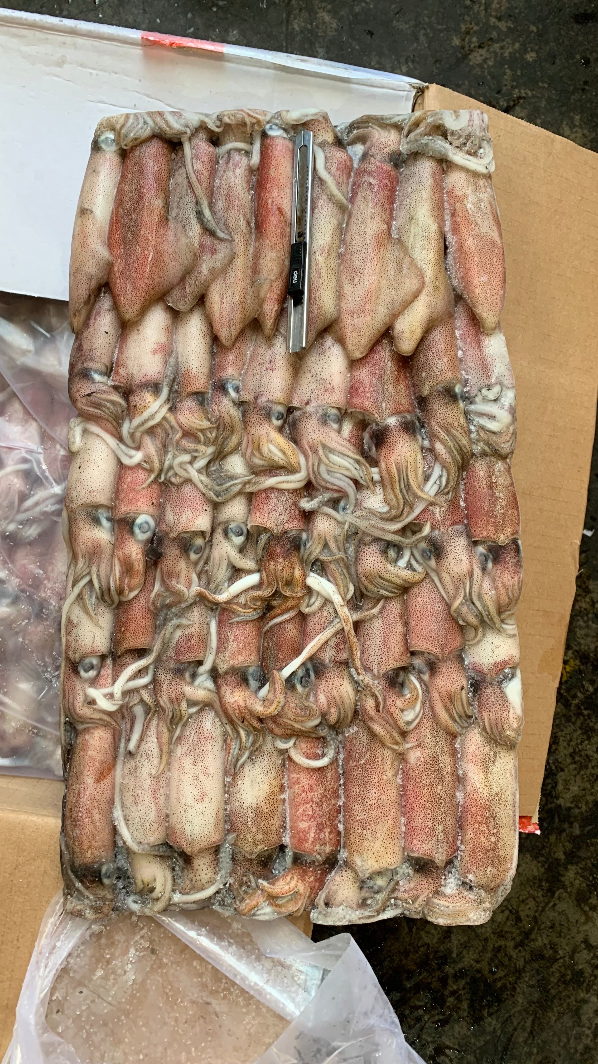 印尼红鱿批发钓6p钓5鱿鱼批发红管批发