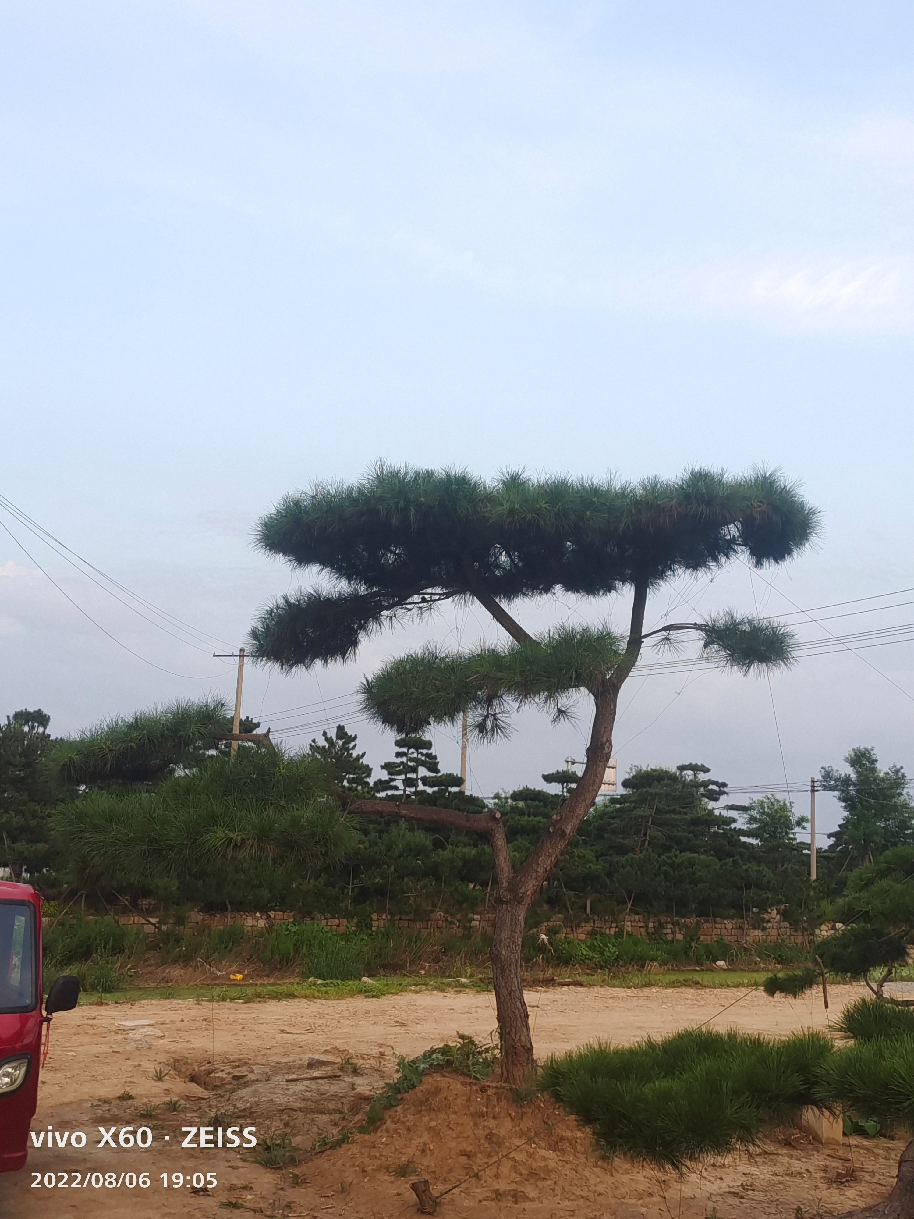 造型黑松