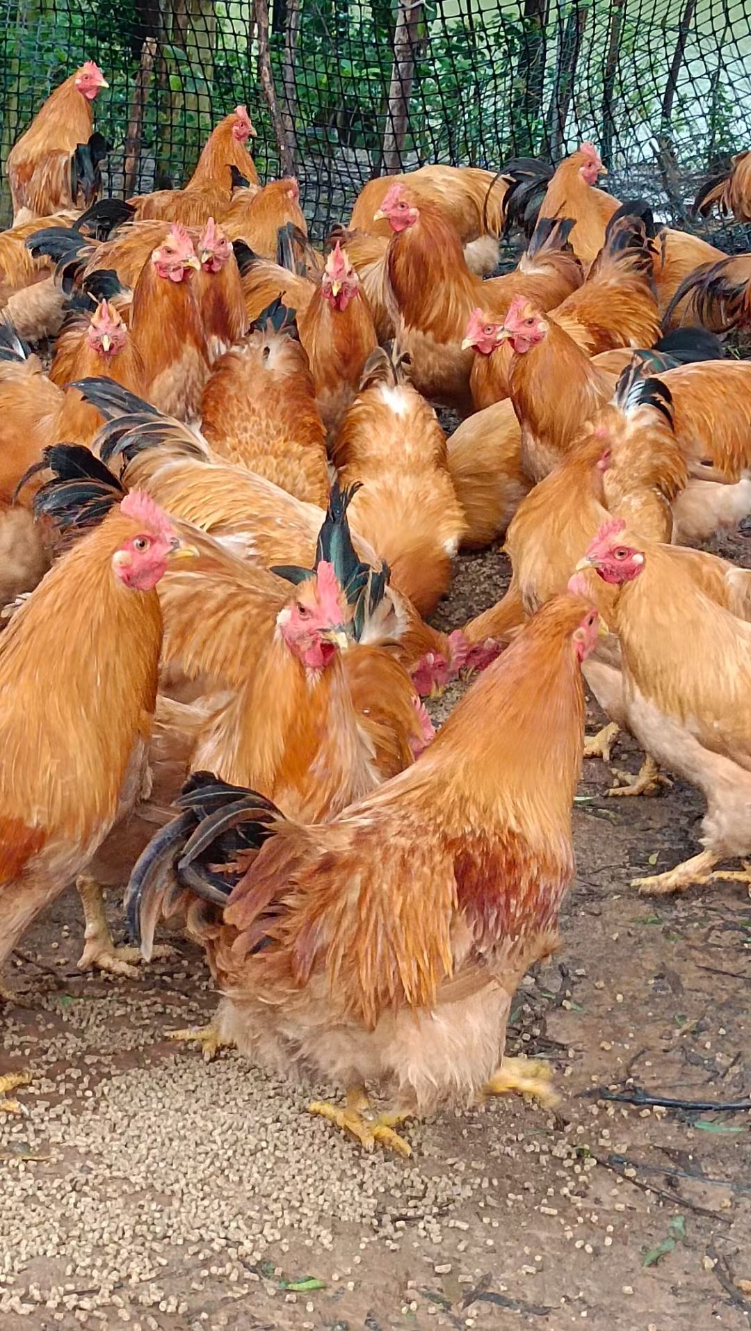 180多天三黄阉鸡