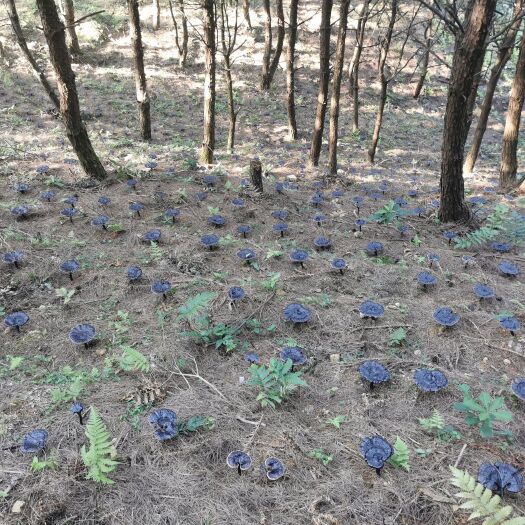 从江县贵州高山林下椴木黑灵芝