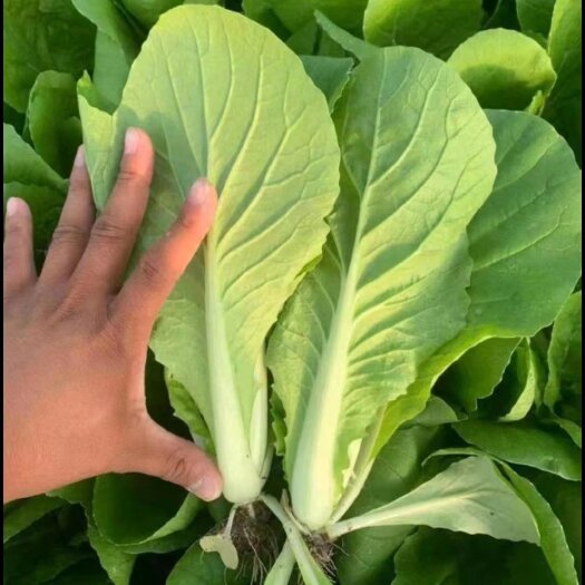 太和县上海青