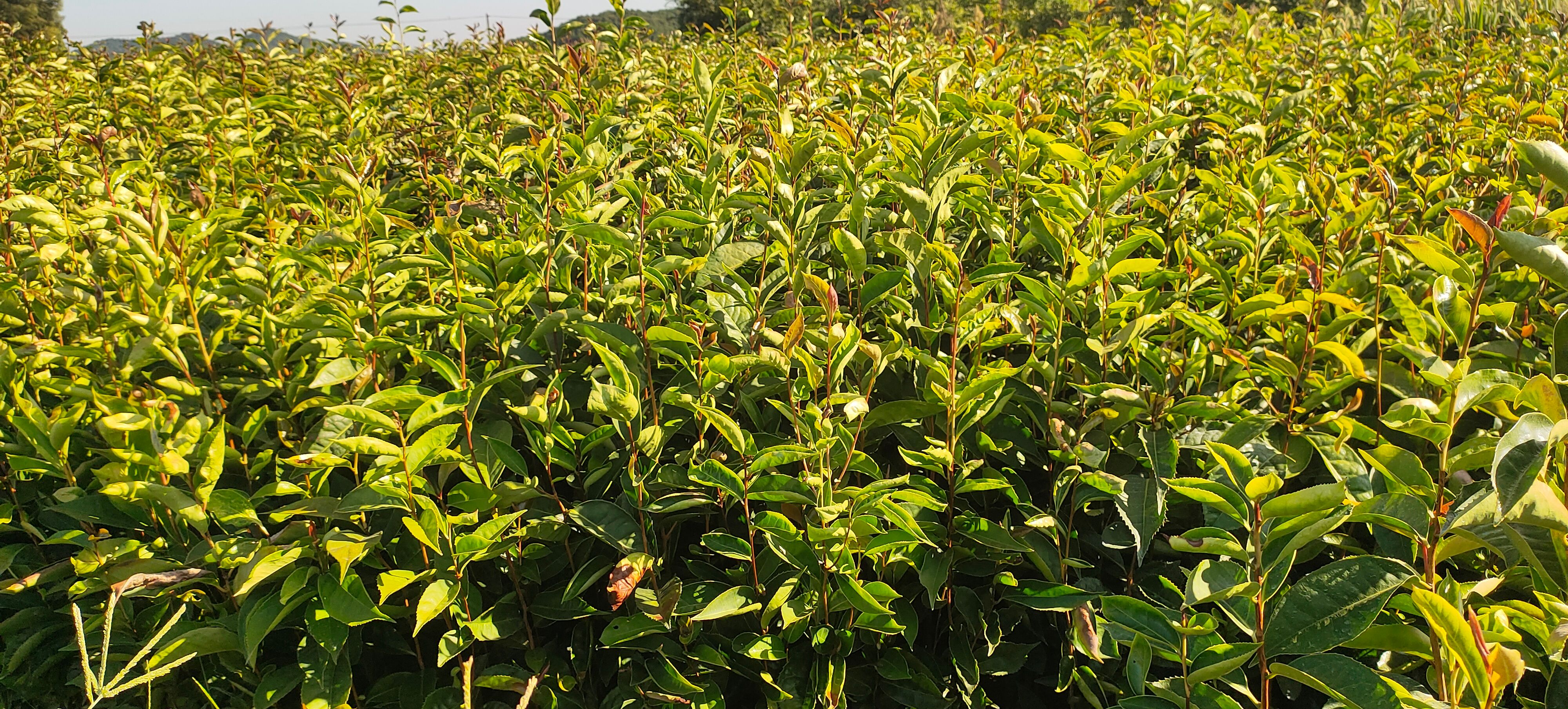 丰城市大果红花油茶苗，出油率高，品种非常好