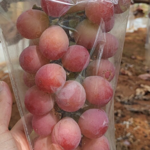弥勒市妮娜皇后 葡萄 云南 妮娜皇后