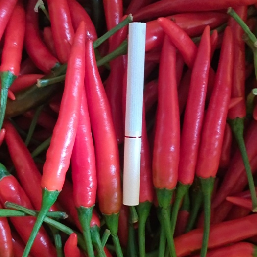 玉林新鲜小米椒