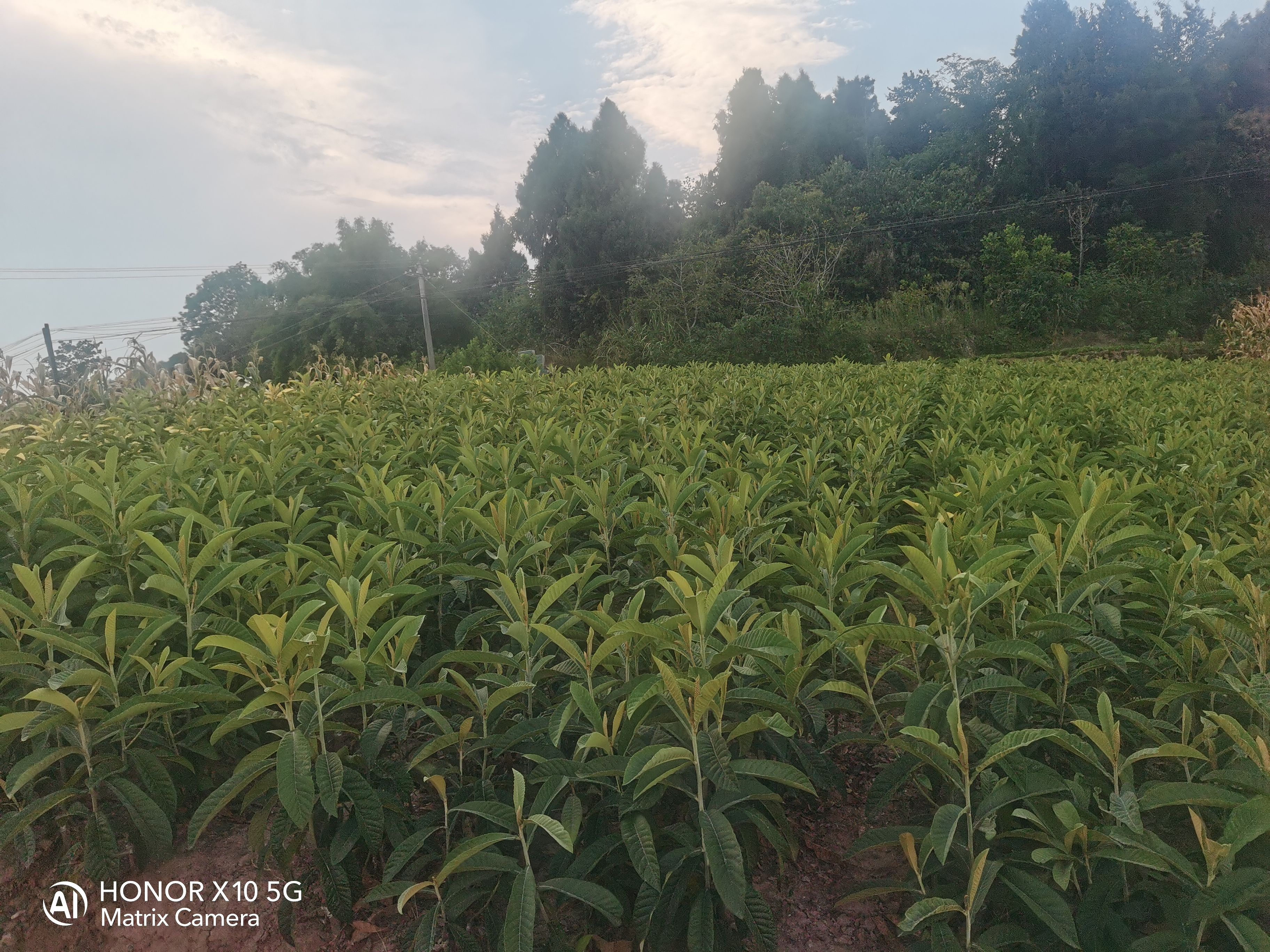 大五星枇杷苗杯苗地苗土球苗給種規(guī)格苗