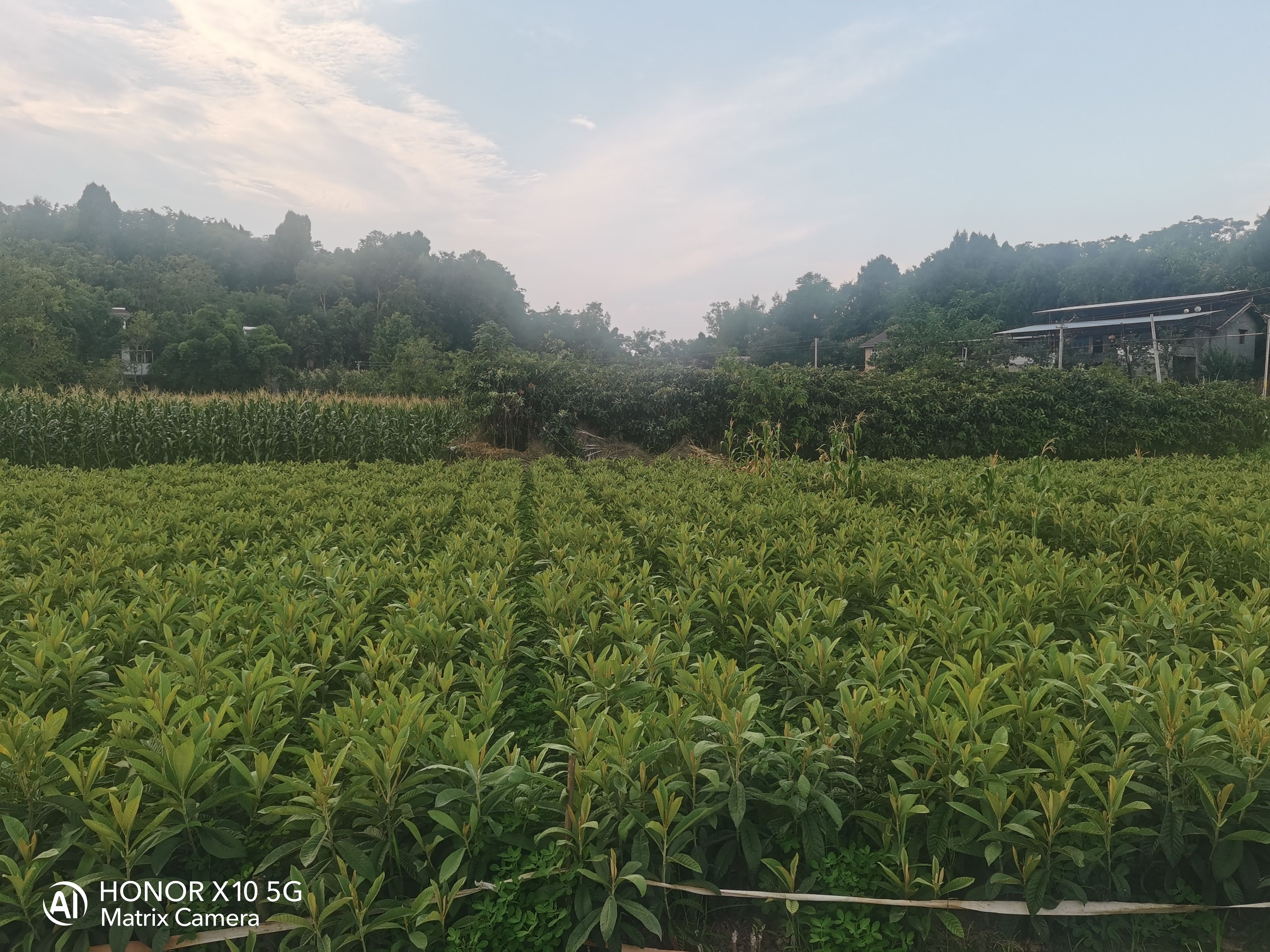 大五星枇杷苗杯苗地苗土球苗給種規(guī)格苗