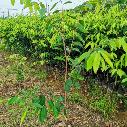 茂名奇楠沉香嫁接苗提 提供全方位服务40-60高奇楠香霸红骨凹身