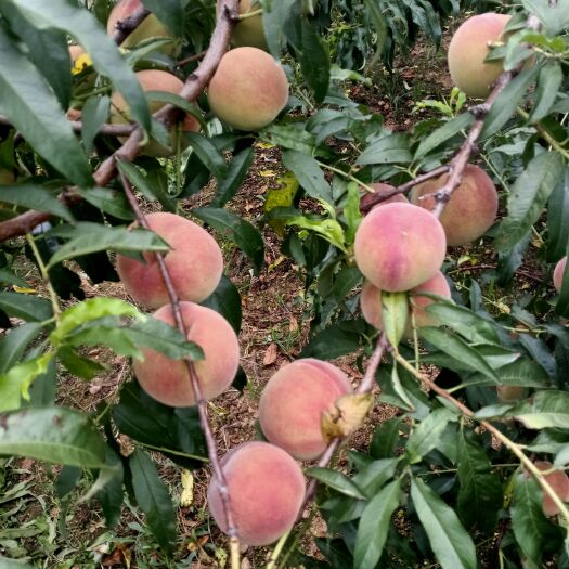 沂水县秋彤桃产地批发秋彤蜜桃