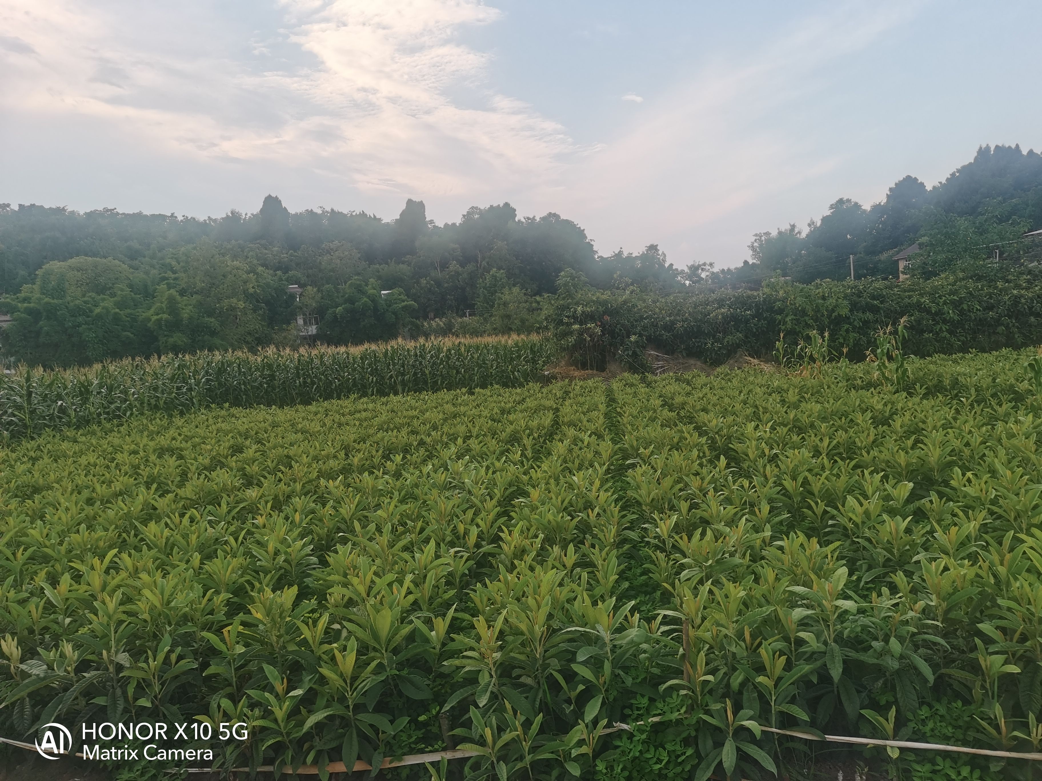 大五星枇杷苗杯苗地苗土球苗給種規(guī)格苗