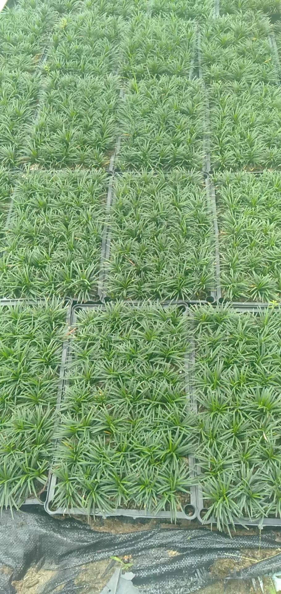 玉龙草 湖南郴州优质基地直销 四季常青免修剪易管理