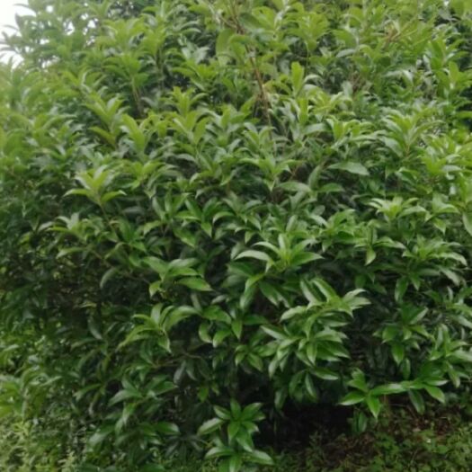 富源县桂花树