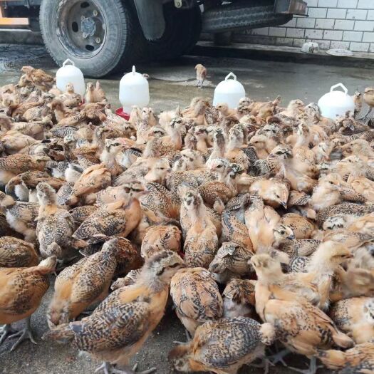 脱温土鸡 中鸡苗 红瑶青脚脱温土鸡改良鸡各类中鸡供应全国发车
