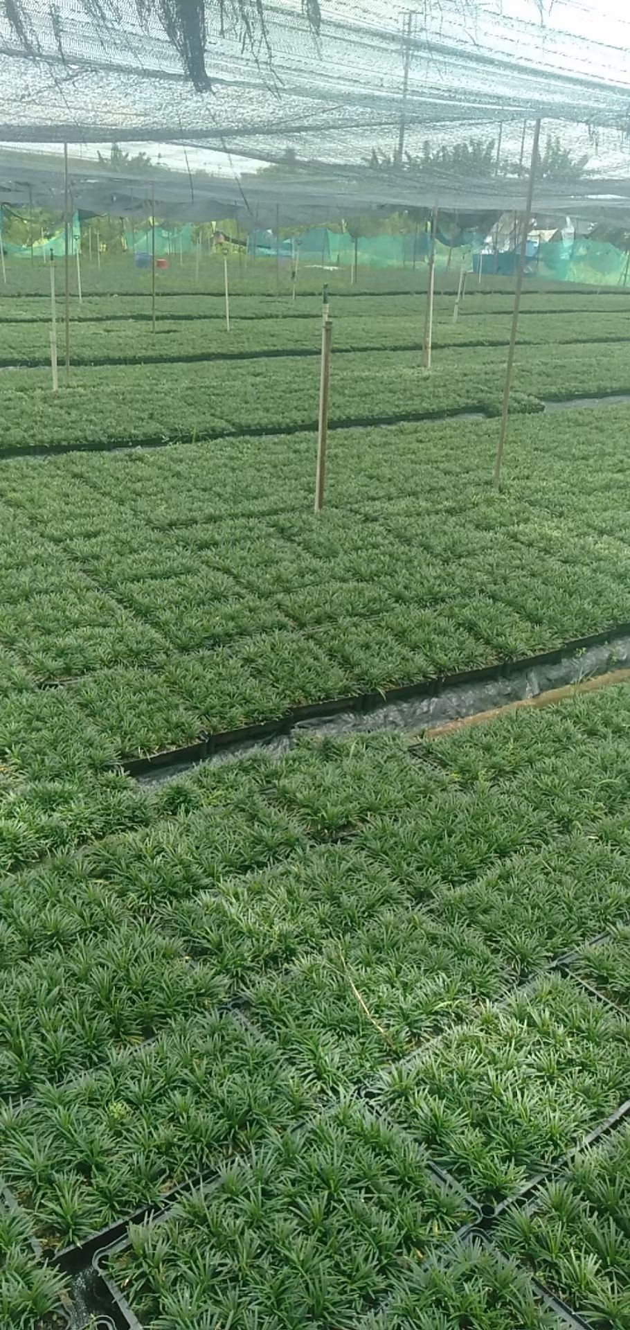 玉龙草 湖南郴州优质基地直销 四季常青免修剪易管理