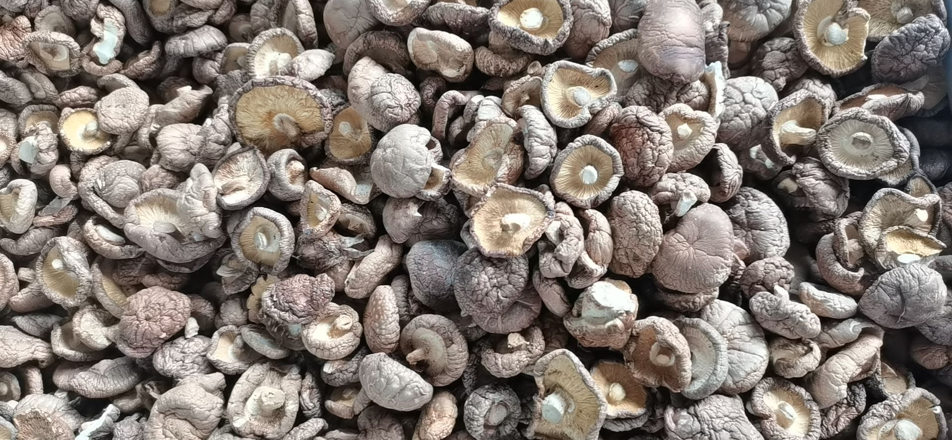 干香菇批发价，