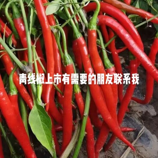 忻州山西线椒也上市