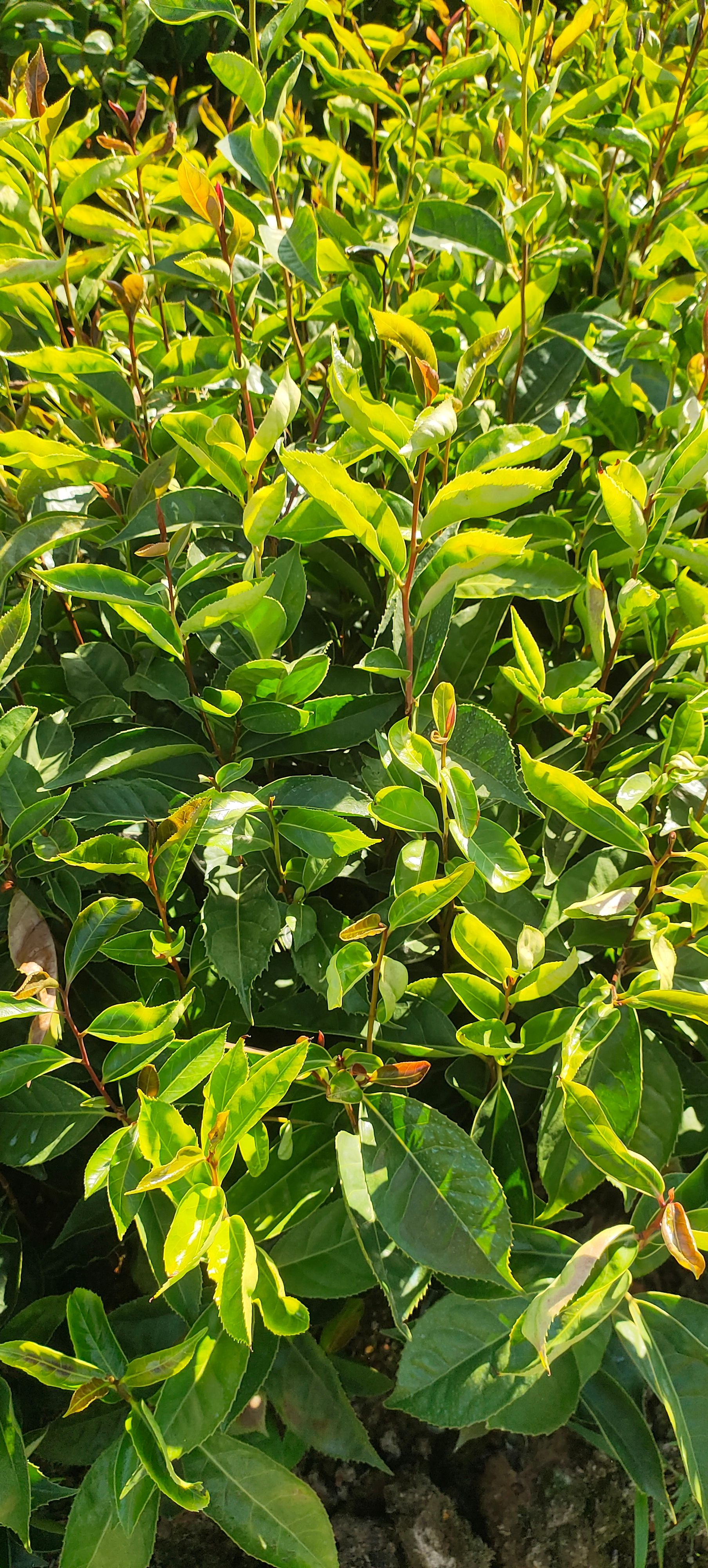 大果红花油茶苗，出油率高，品种非常好
