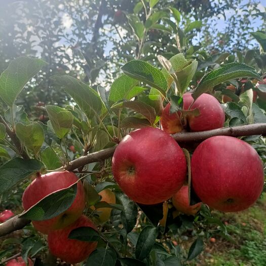 红露苹果树苗，瑞雪苹果苗，红富士系6.8.9.10、品种保证