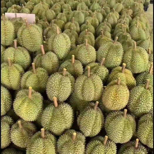 青岛榴莲