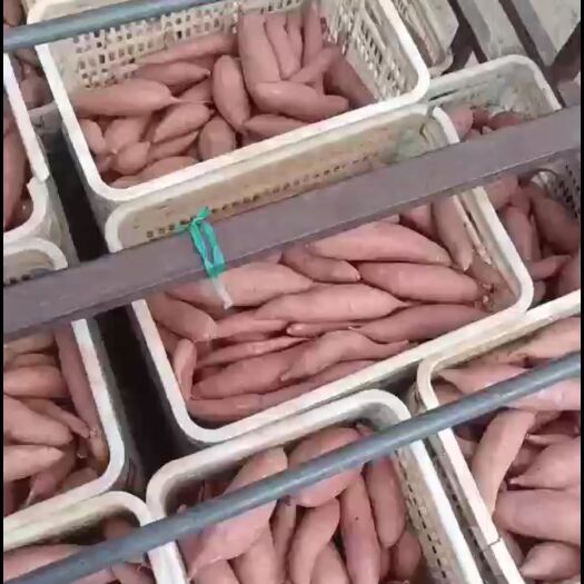 廊坊河北廊坊沙土地红薯大量出售