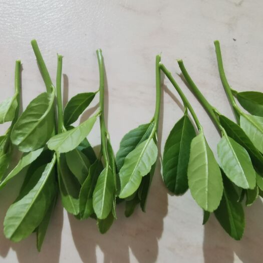 佛山广东香水柠檬叶 嫩芽