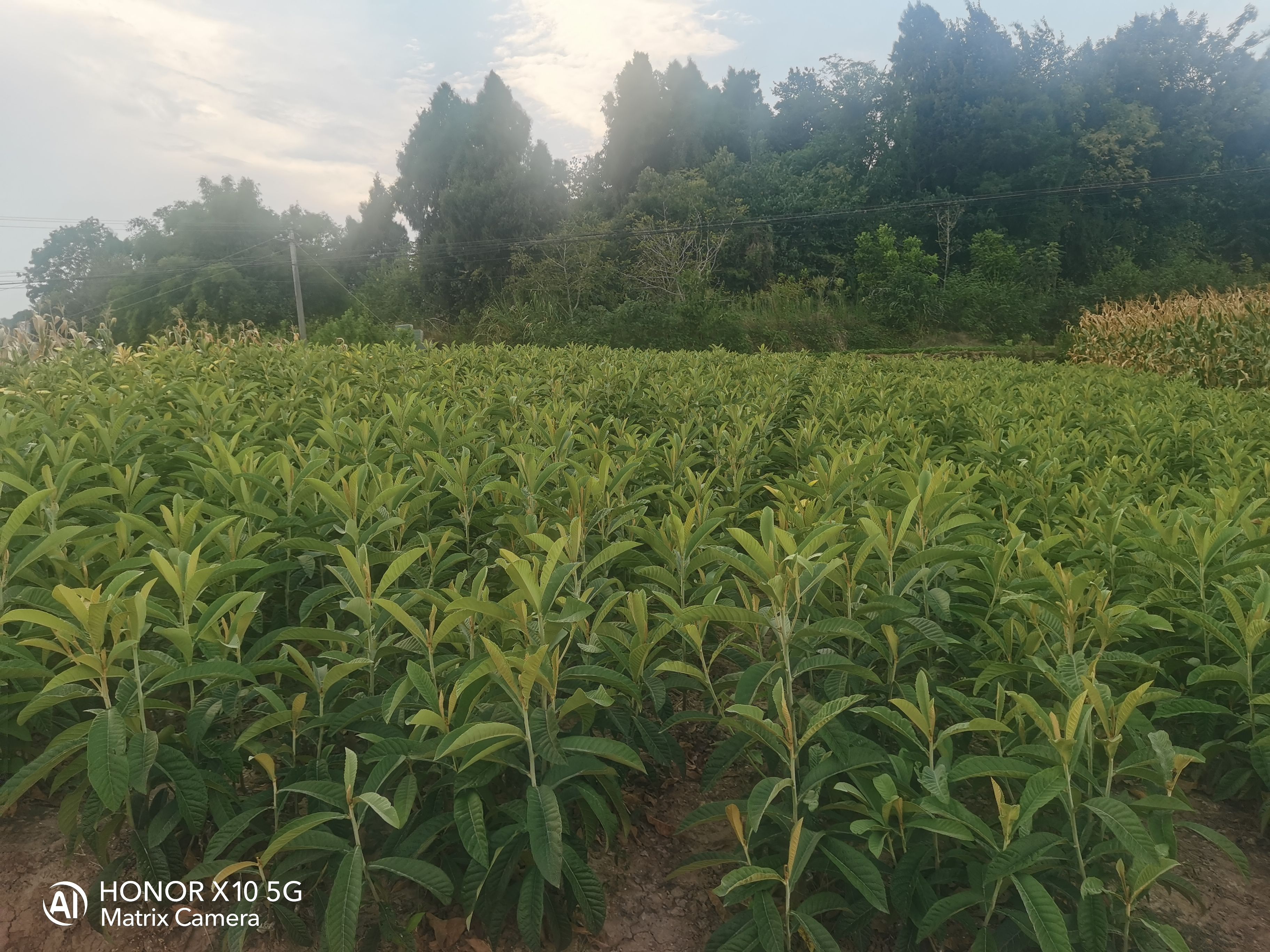 大五星枇杷苗杯苗地苗土球苗給種規(guī)格苗