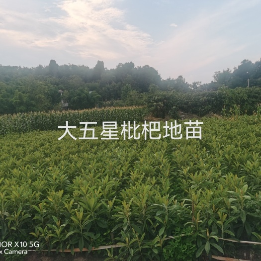 简阳市大五星枇杷苗杯苗地苗土球苗给种规格苗