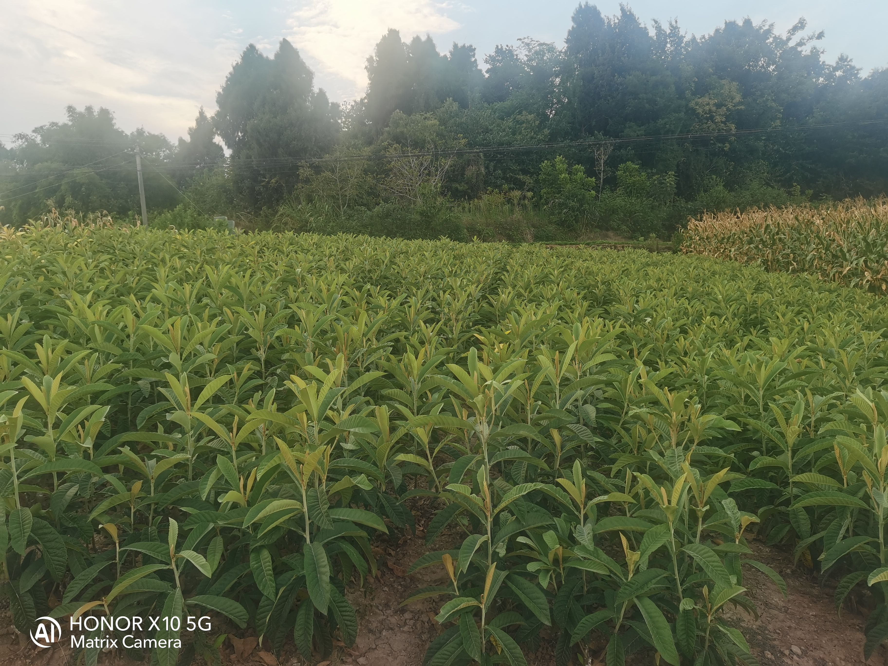 大五星枇杷苗杯苗地苗土球苗給種規(guī)格苗